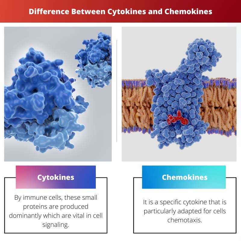 Rozdíl mezi cytokiny a chemokiny