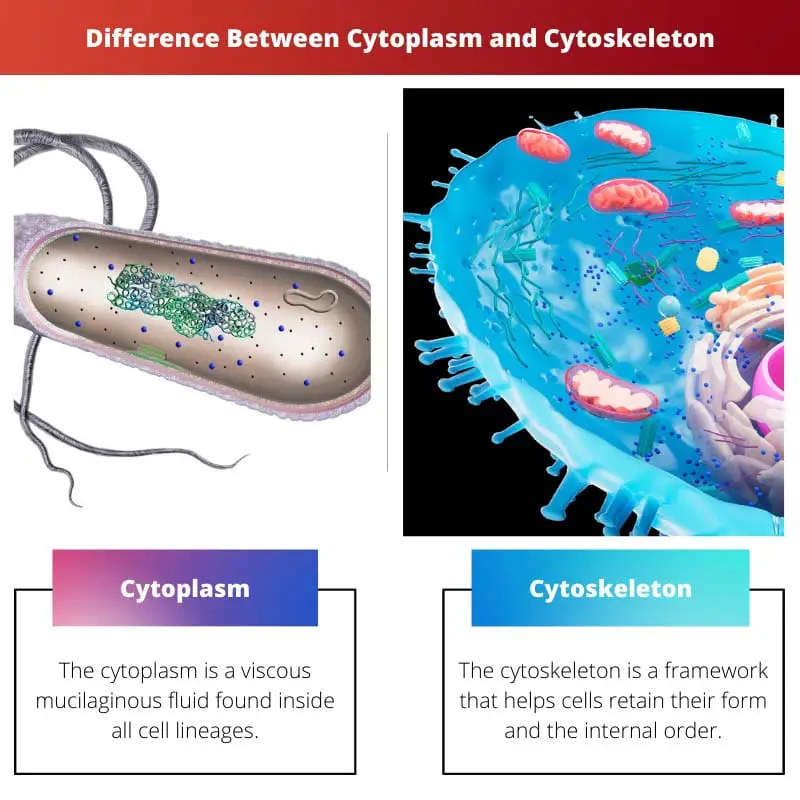 Difference Between Cytoplasm and Cytoskeleton