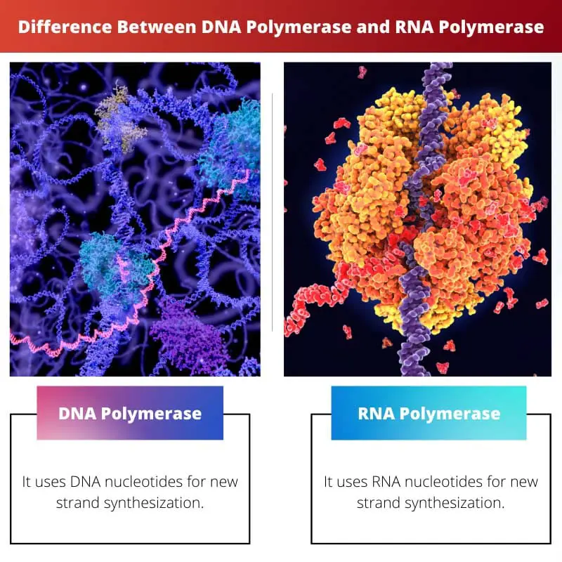 Difference Between DNA Polymerase and RNA Polymerase