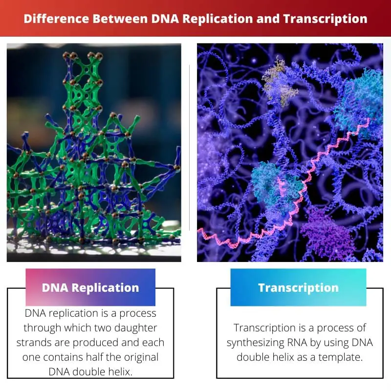 Difference Between DNA Replication and Transcription