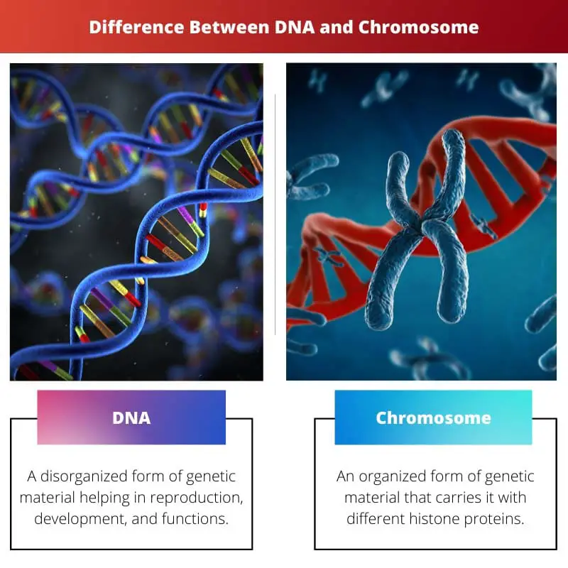Difference Between DNA and Chromosome