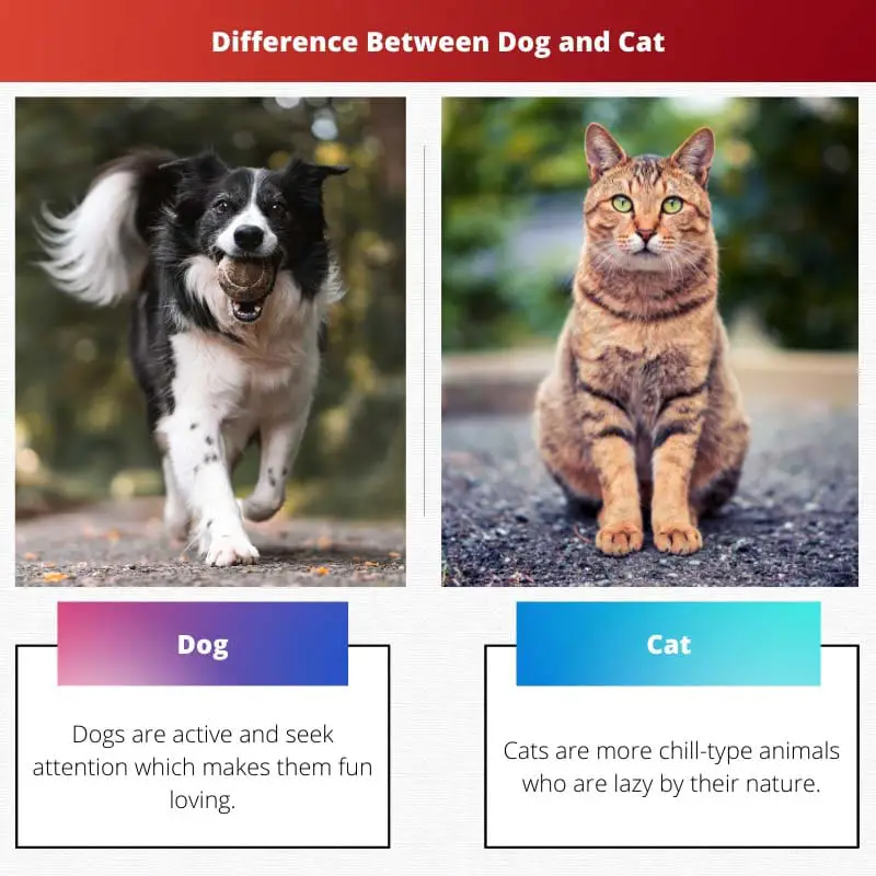 Difference Between Dog and Cat