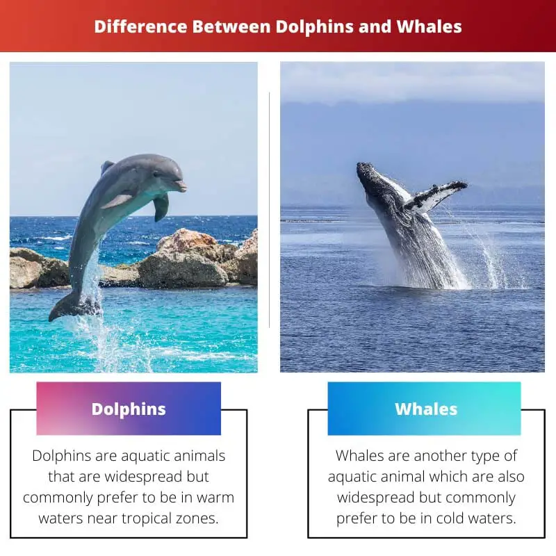 Difference Between Dolphins and Whales