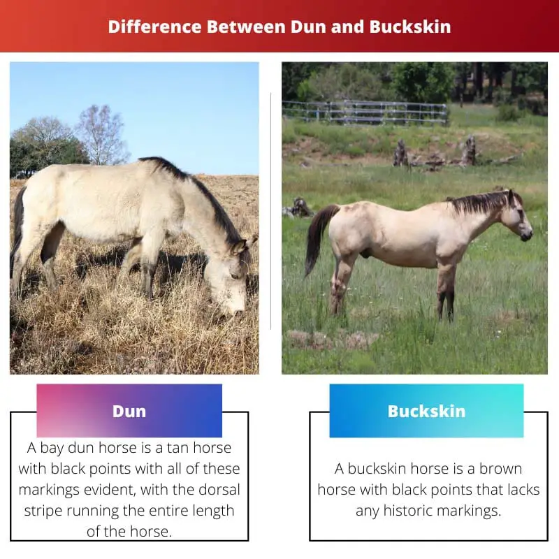 Différence entre Dun et Buckskin