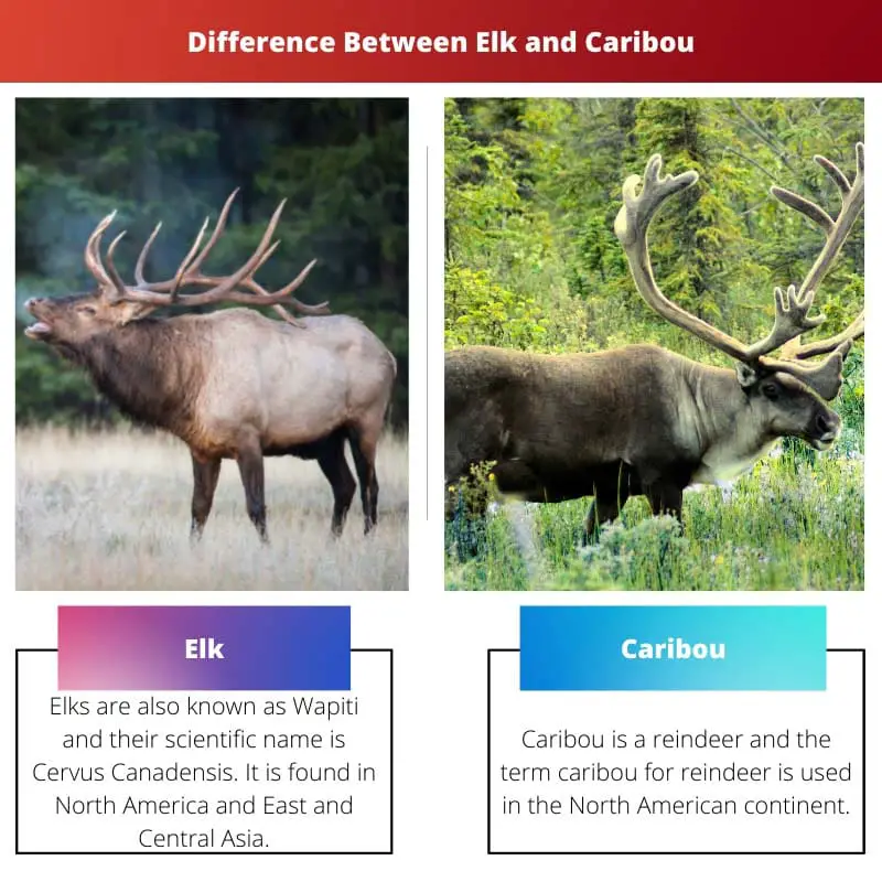 Difference Between Elk and Caribou
