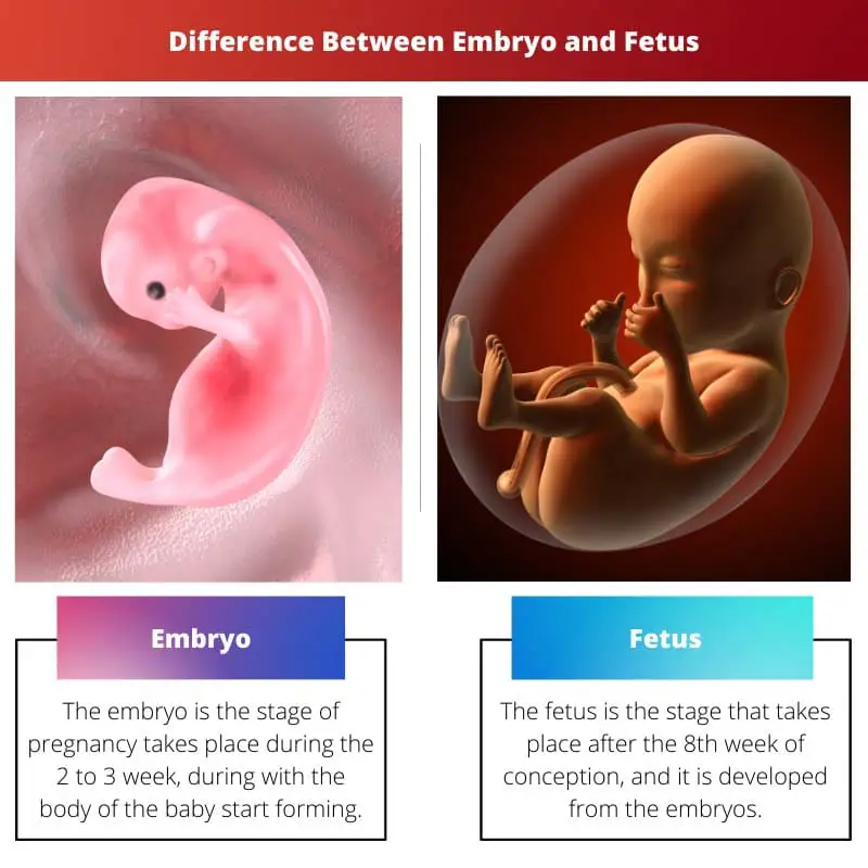 Atšķirība starp embriju un augli