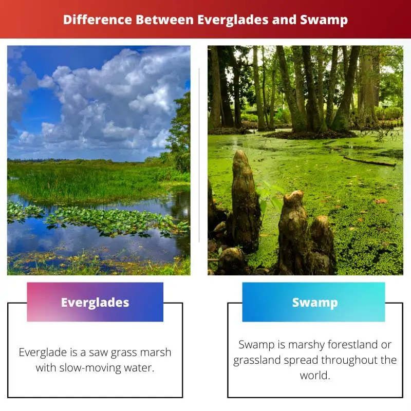 Forskellen mellem Everglades og Swamp