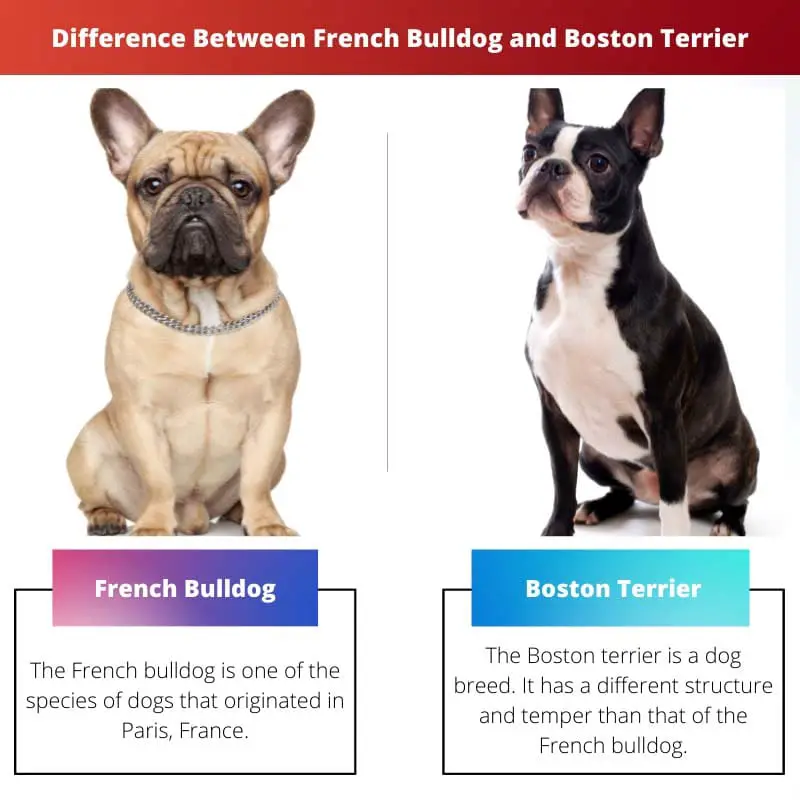Rozdíl mezi francouzským buldočkem a bostonským teriérem