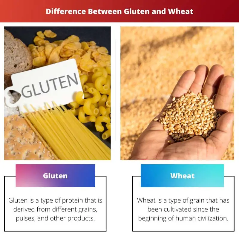 الفرق بين الغلوتين والقمح