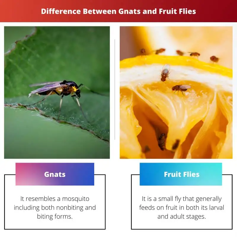 Diferencia entre mosquitos y moscas de la fruta
