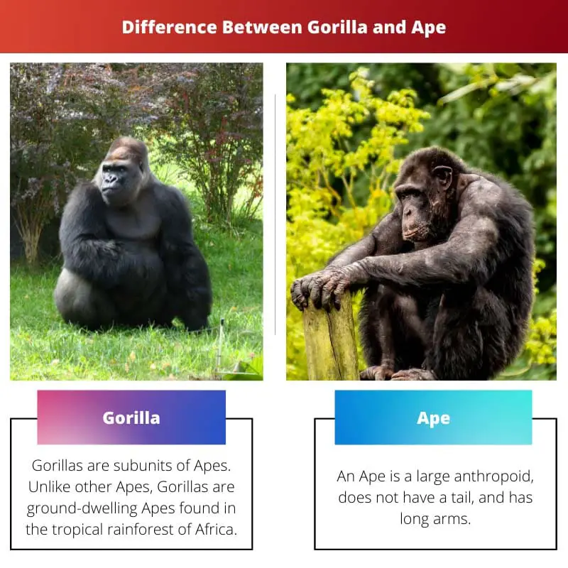 Difference Between Gorilla and Ape