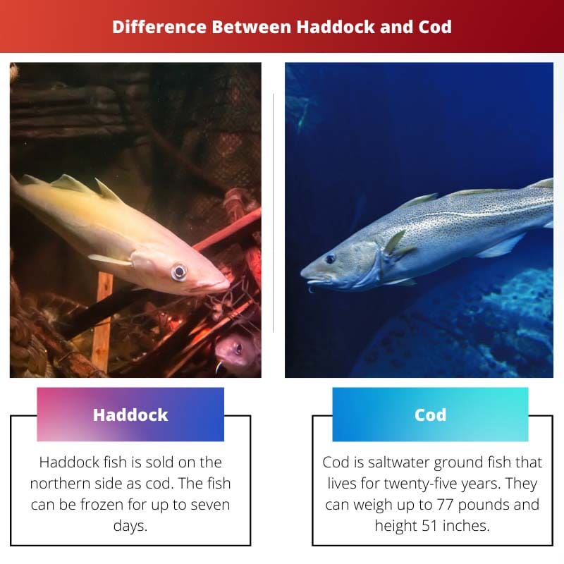 Diferença entre arinca e bacalhau