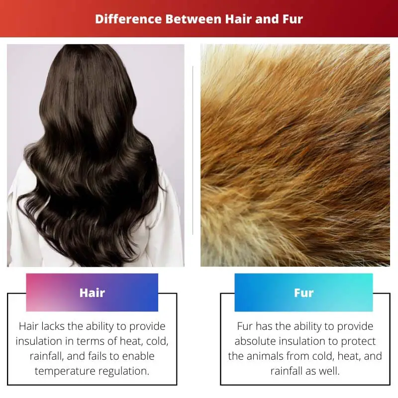 Difference Between Hair and Fur