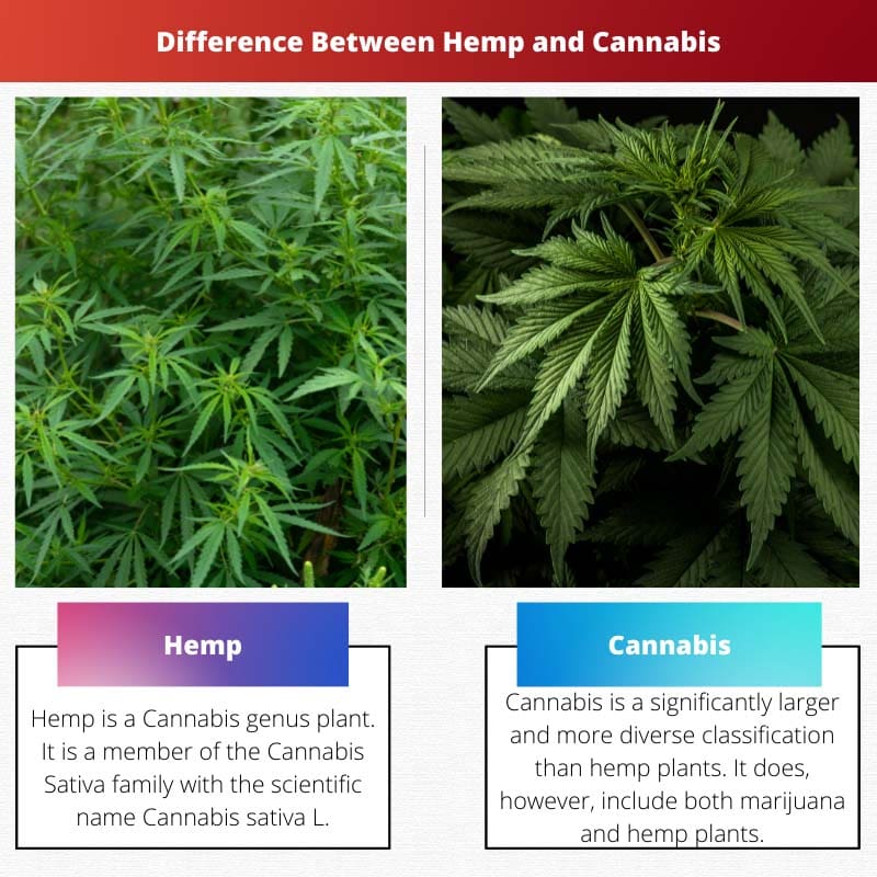 Difference Between Hemp and Cannabis
