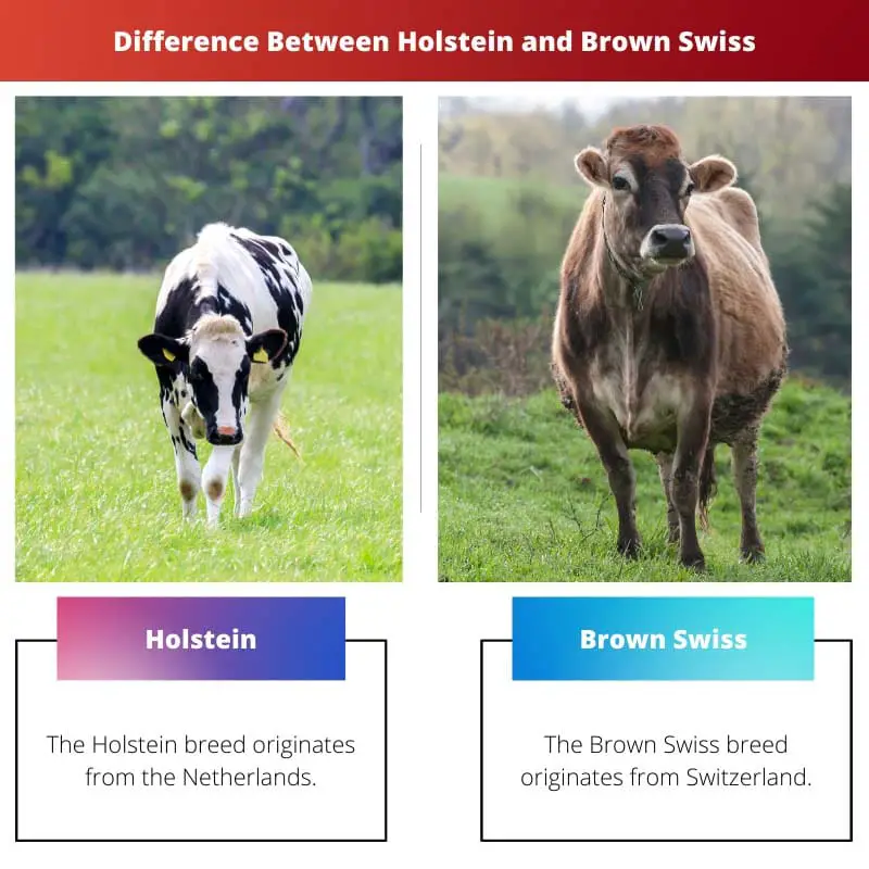 Difference Between Holstein and Brown Swiss