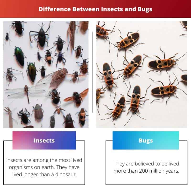 Diferencia entre insectos y bichos