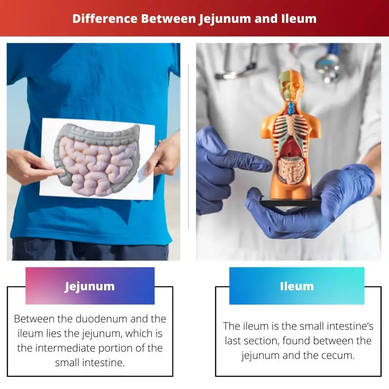 Difference Between Jejunum and Ileum