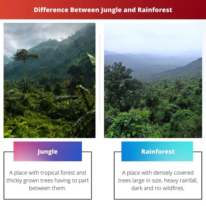 Unterschied zwischen Dschungel und Regenwald