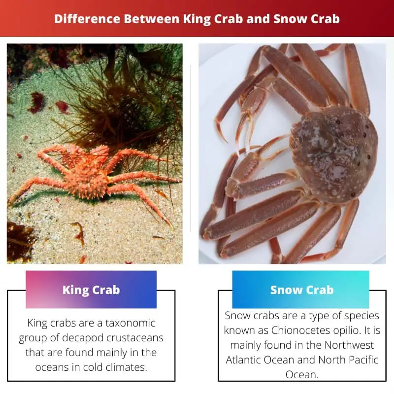 Difference Between King Crab and Snow Crab