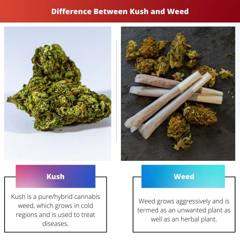 Різниця між Kush і Weed