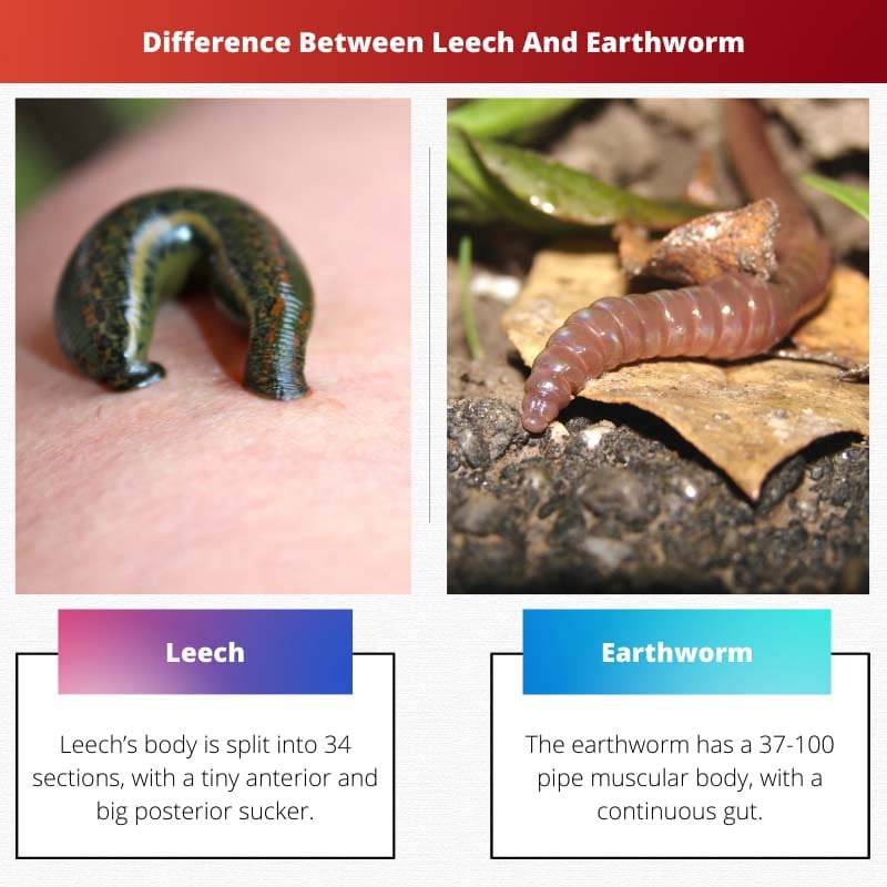 水蛭和蚯蚓的区别