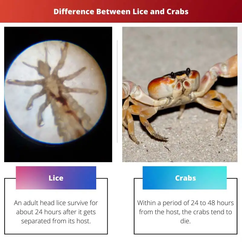 Difference Between Lice and Crabs