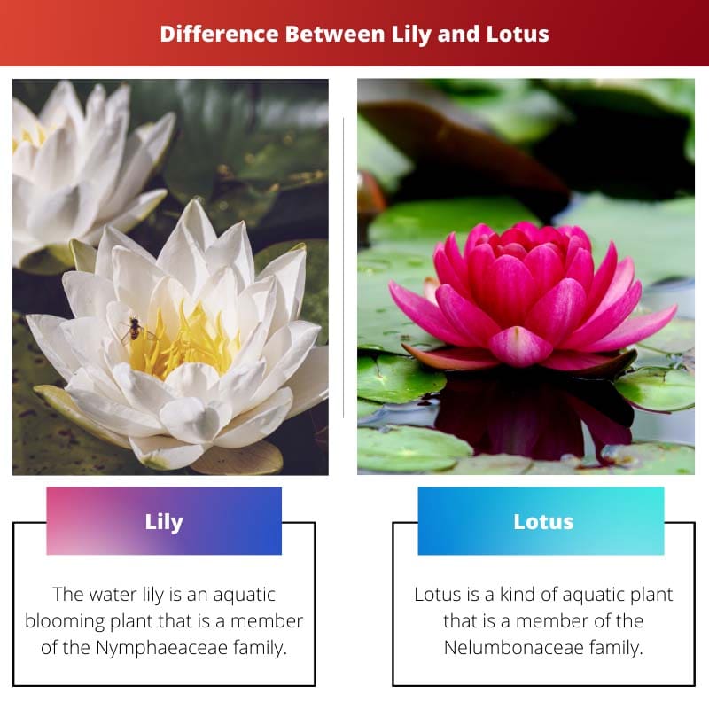 Difference Between Lily and Lotus