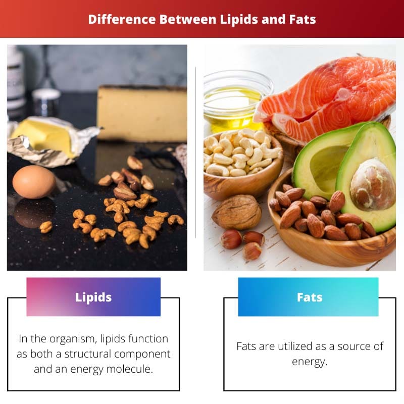 Diferença entre lipídios e gorduras