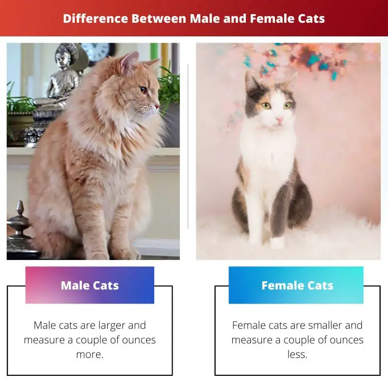 नर और मादा बिल्लियों के बीच अंतर