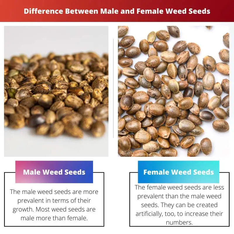 Différence entre les graines de mauvaises herbes mâles et femelles