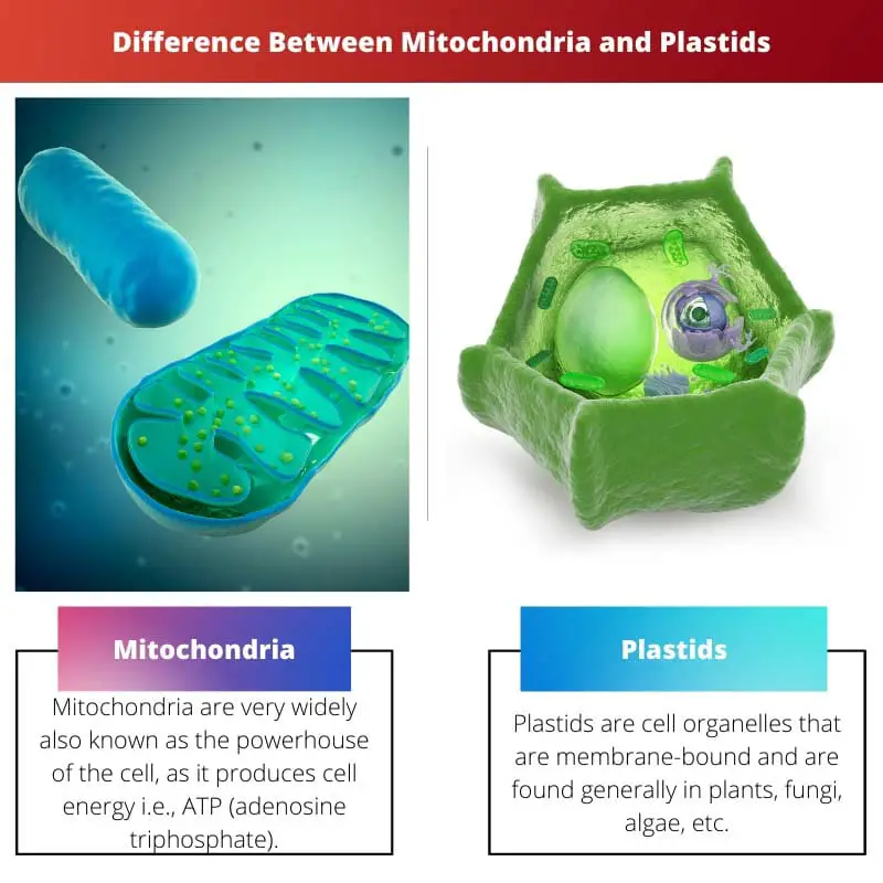Difference Between Mitochondria and Plastids