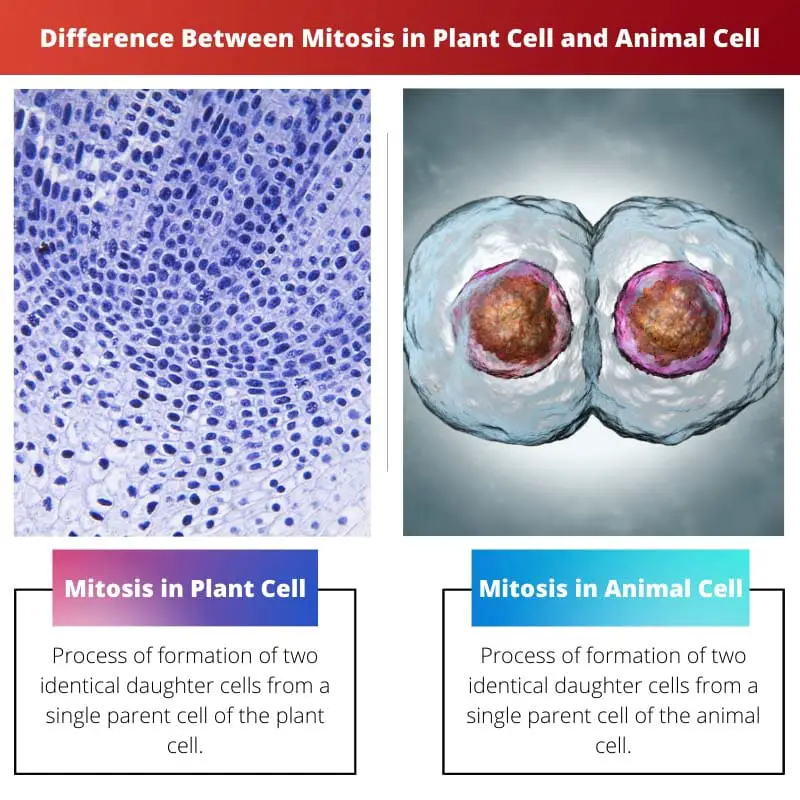 Difference Between Mitosis in Plant Cell and Animal Cell