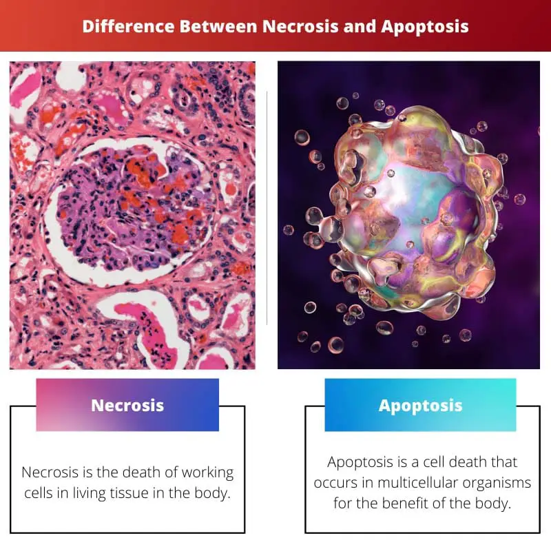 Différence entre la nécrose et l'apoptose