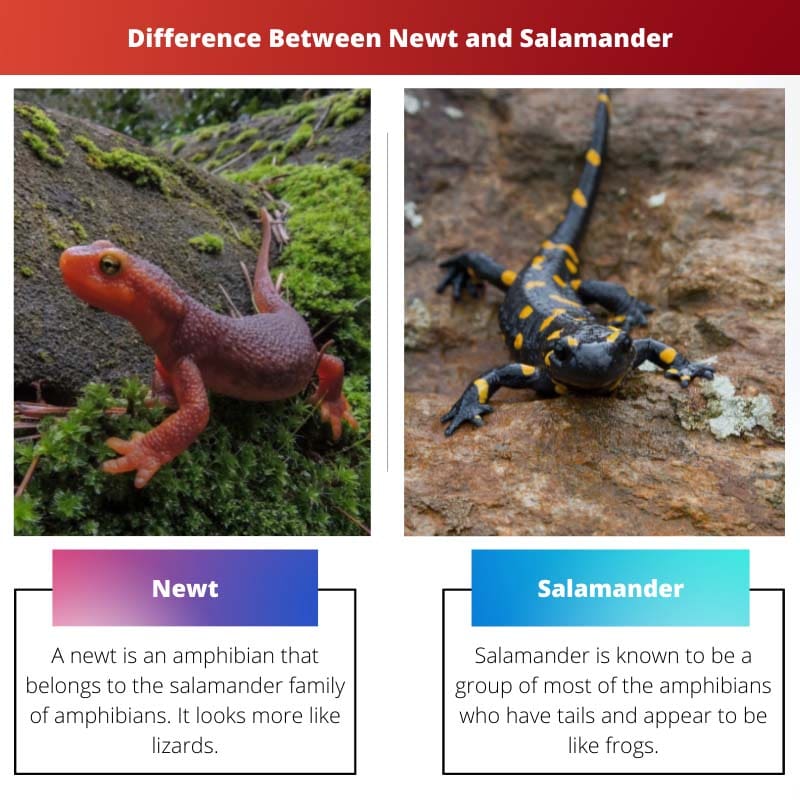 Sự khác biệt giữa Newt và Salamander