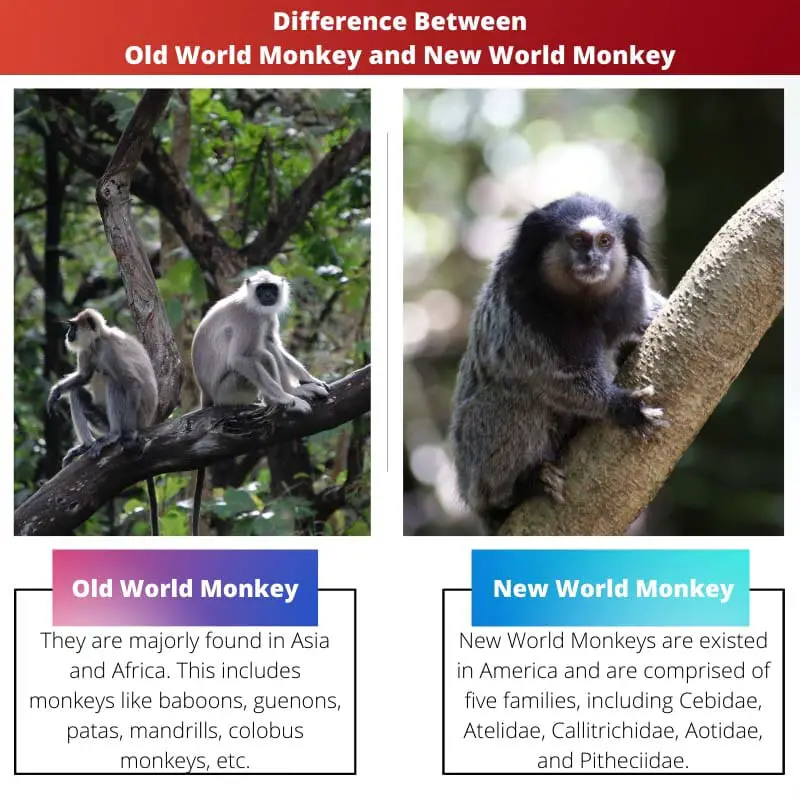 Differenza tra la scimmia del vecchio mondo e la scimmia del nuovo mondo
