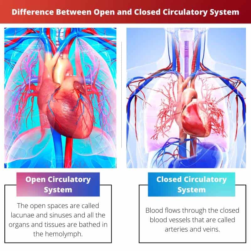 Difference Between Open and Closed Circulatory System