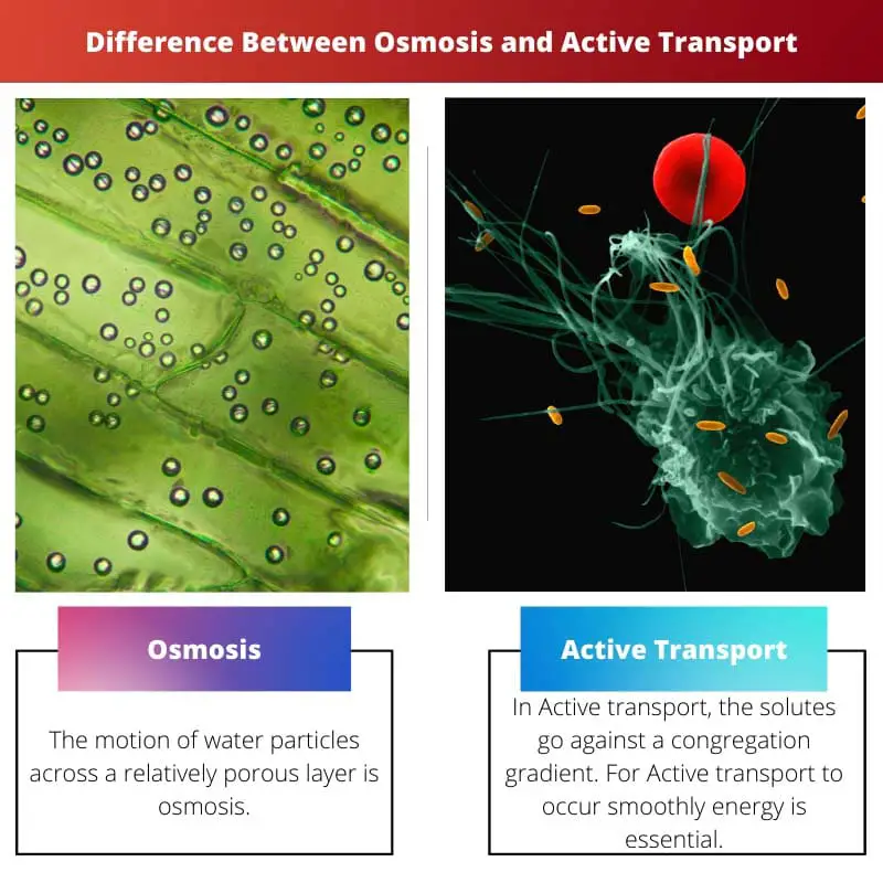 Difference Between Osmosis and Active Transport