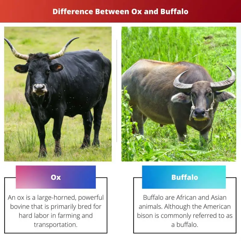 Differenza tra bue e bufalo