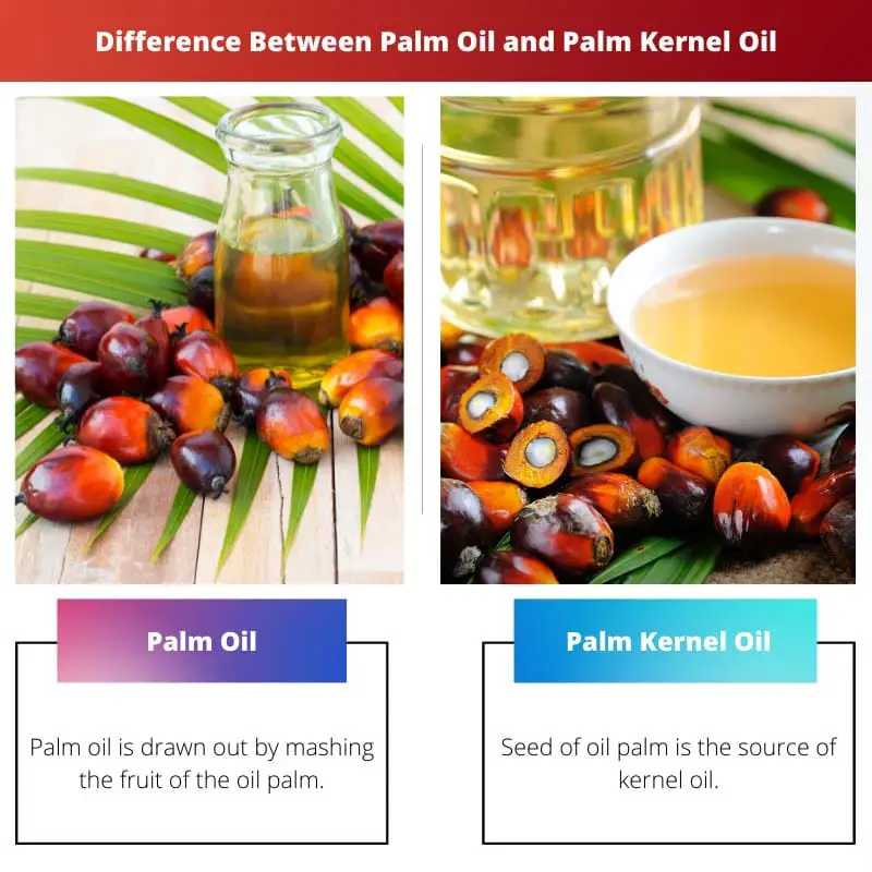 Difference Between Palm Oil and Palm Kernel Oil
