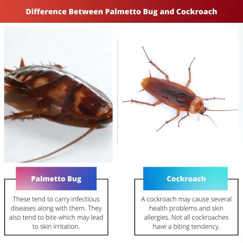 Difference Between Palmetto Bug and Cockroach