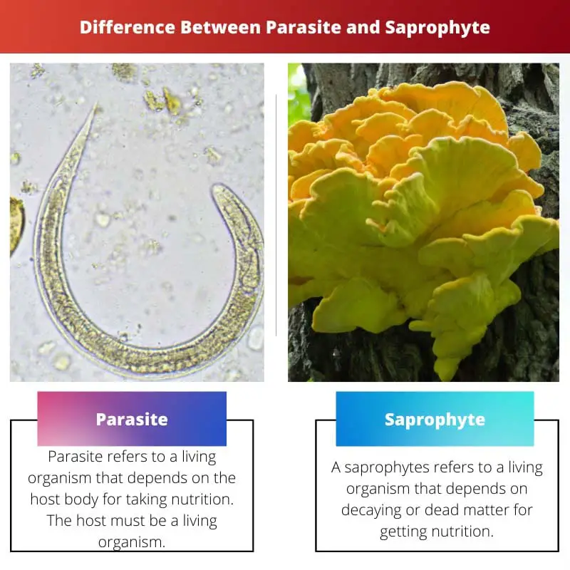 Difference Between Parasite and Saprophyte