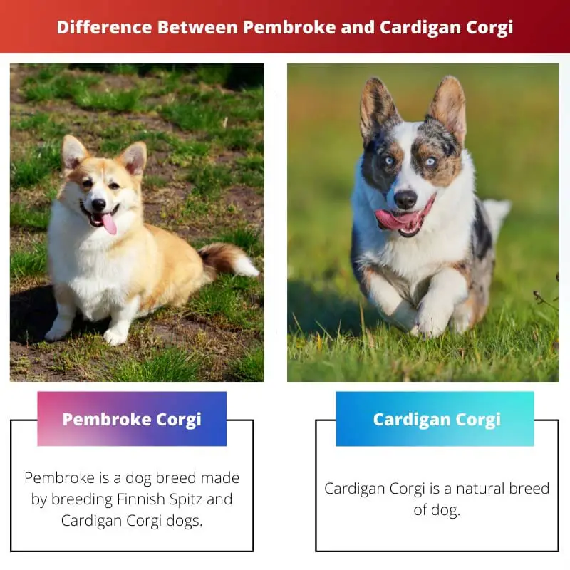 Difference Between Pembroke and Cardigan Corgi