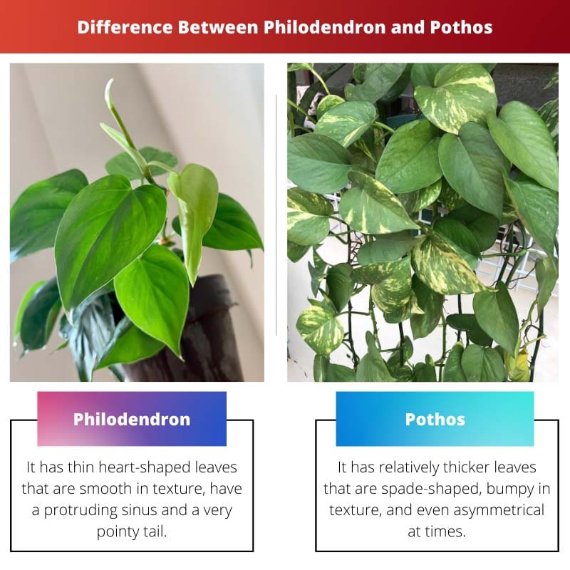 Ero Philodendronin ja Pothoksen välillä