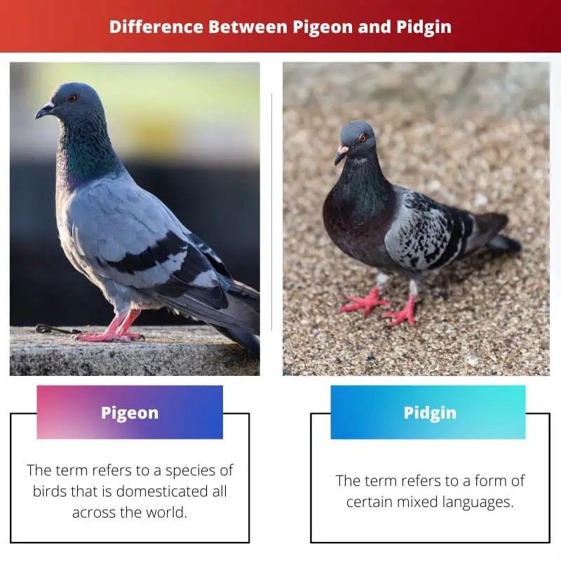 Unterschied zwischen Taube und Pidgin