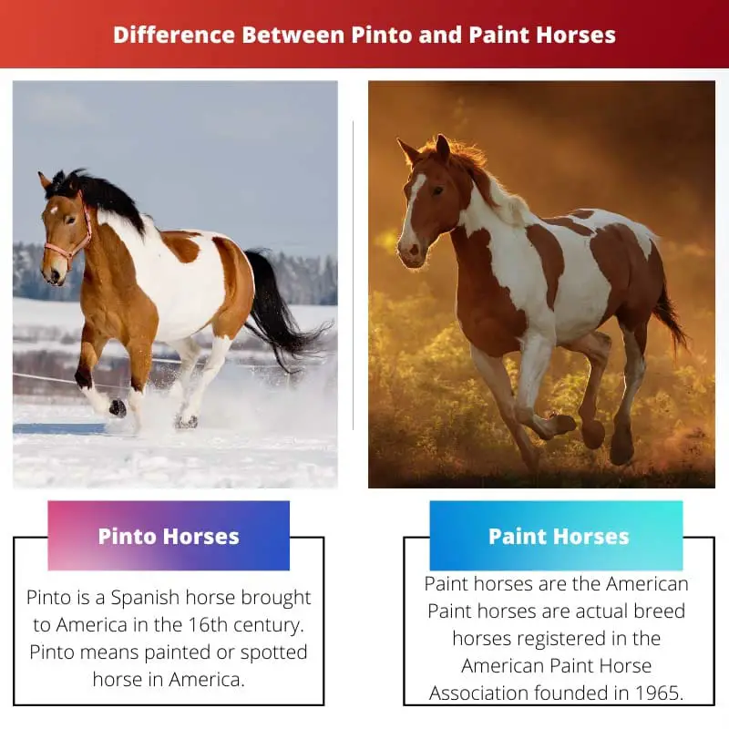 Erinevus Pinto ja Paint Horses vahel