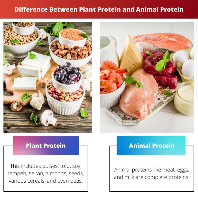 Diferencia entre proteína vegetal y proteína animal