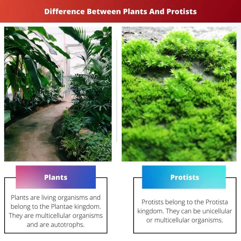 पौधों और प्रोटिस्ट के बीच अंतर