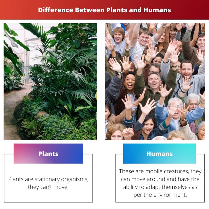 पौधों और मनुष्यों के बीच अंतर