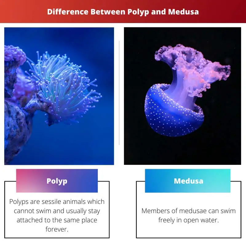 Difference Between Polyp and Medusa