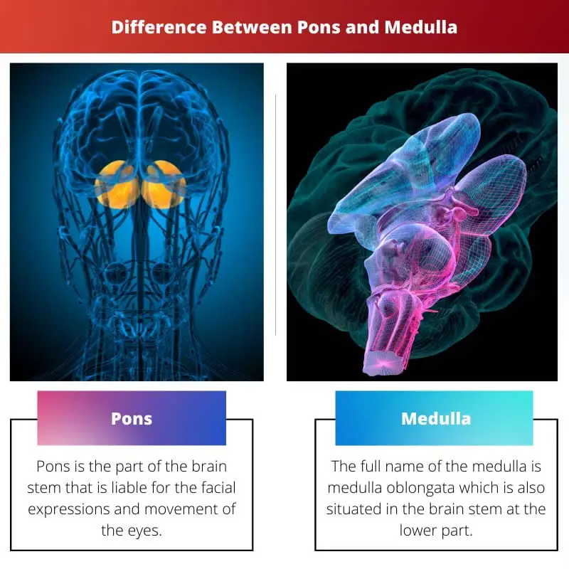 Unterschied zwischen Pons und Medulla